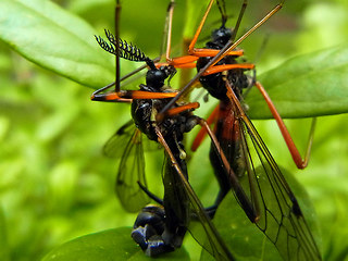 Tanyptera atrata