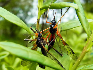 Tanyptera atrata