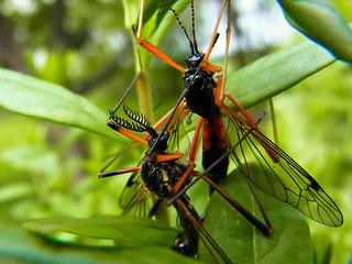 Tanyptera atrata