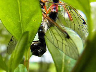 Tanyptera atrata