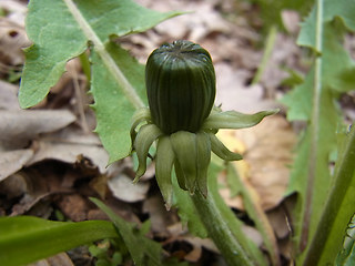 Taraxacum officinale