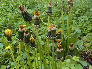 Taraxacum officinale