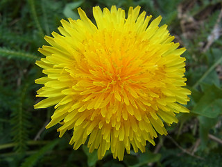 Taraxacum officinale