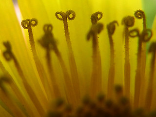 Taraxacum officinale