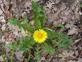 Taraxacum officinale