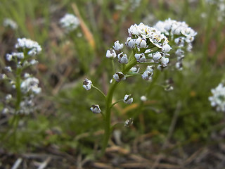 Teesdalia nudicaulis