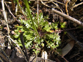 Teesdalia nudicaulis