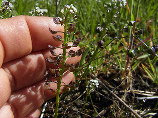 Teesdalia nudicaulis