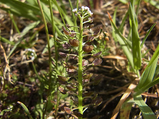 Teesdalia nudicaulis