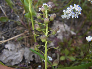 Teesdalia nudicaulis