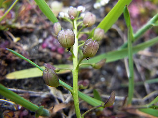 Teesdalia nudicaulis