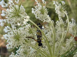 Tenthredo distinguenda