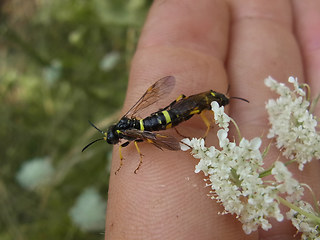 Tenthredo distinguenda