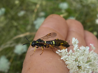 Tenthredo distinguenda