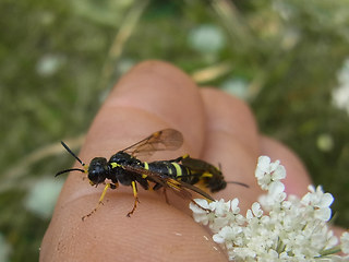 Tenthredo distinguenda