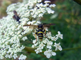 Tenthredo distinguenda