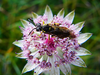 Tenthredo mesomela