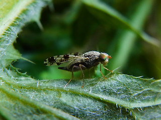 Tephritidae 