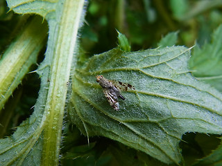 Tephritidae 