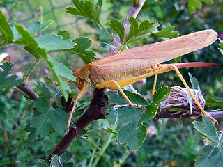 Tettigonia viridissima