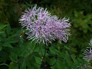 Thalictrum aquilegifolia