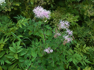 Thalictrum aquilegifolia