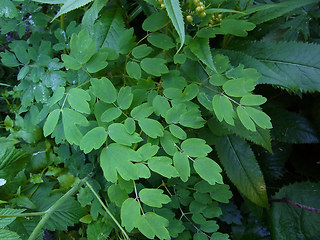 Thalictrum aquilegifolia