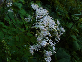 Thalictrum aquilegifolia