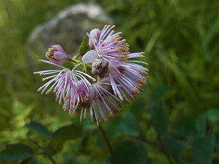 Thalictrum aquilegifolia