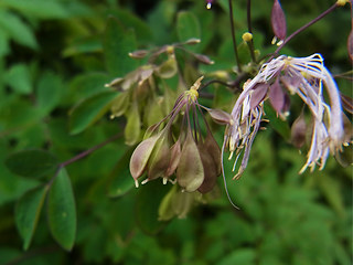 Thalictrum aquilegifolia