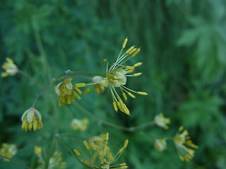 Thalictrum flavum