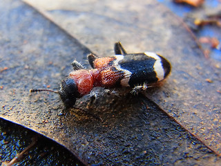 Thanasimus formicarius