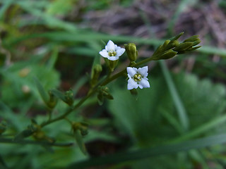 Thesium alpinum