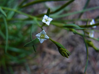 Thesium alpinum