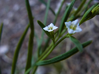 Thesium alpinum