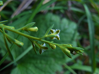 Thesium alpinum