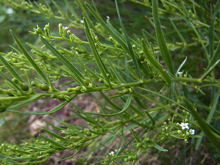 Thesium alpinum