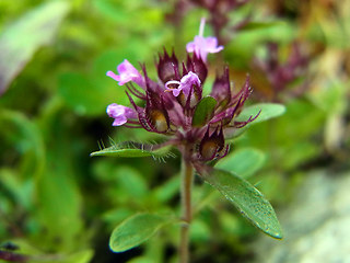 Thymus praecox ssp. polytrichus