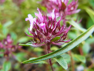 Thymus praecox ssp. polytrichus