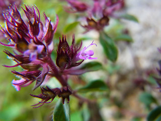 Thymus praecox ssp. polytrichus