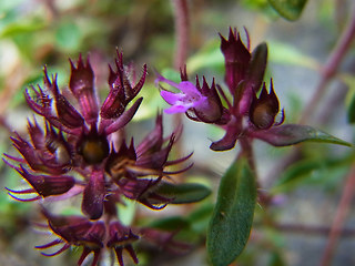 Thymus praecox ssp. polytrichus