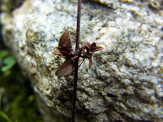 Thymus praecox ssp. polytrichus