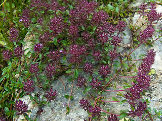 Thymus praecox ssp. polytrichus