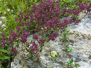 Thymus praecox ssp. polytrichus