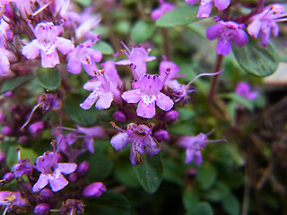 Thymus praecox ssp. polytrichus