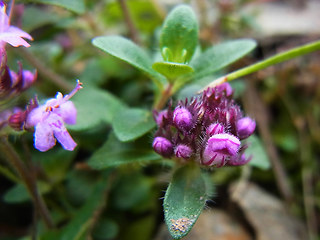 Thymus praecox ssp. polytrichus