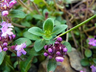 Thymus praecox ssp. polytrichus