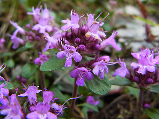 Thymus praecox ssp. polytrichus