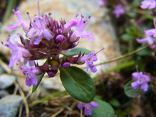 Thymus praecox ssp. polytrichus