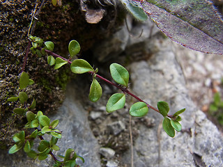 Thymus praecox ssp. polytrichus